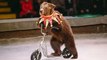 Protection animale : Barbara Pompili annonce la «fin progressive» des animaux sauvages dans les cirques itinérants