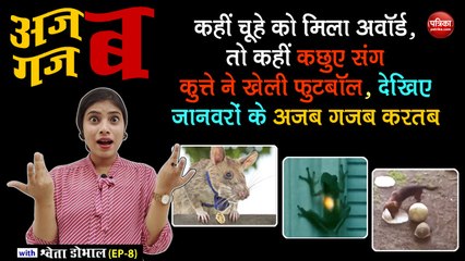 कहीं चूहे को मिला अवॉर्ड, तो कहीं कछुए संग कुत्ते ने खेली फुटबॉल, देखिए जानवरों के अजब गजब करतब: अजब गजब with Shweta Dhobhal (EP-8)