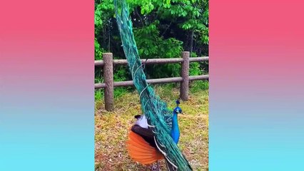 Oddly Satisfying & Calming Video to Help You Feel Relaxed