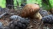 Foraging for precious pine mushrooms on North Korea’s Mount Chilbo