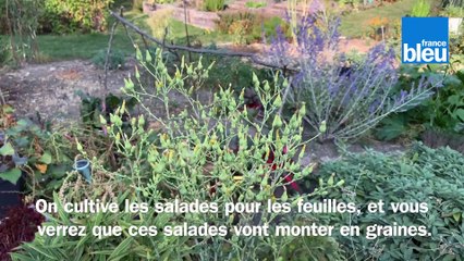 VIDEO - Roland Motte, jardinier : laissez monter vos salades en graines