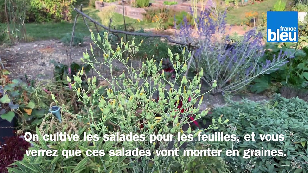 VIDEO - Roland Motte, jardinier : laissez monter vos salades en graines