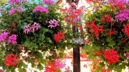 Scheurener Hof Hotel Restaurant in Unkel am Rhein Ortsteil Scheuren