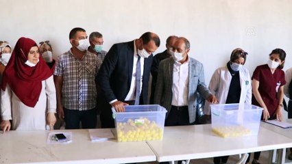 Elazığ'da 500 koç devlet desteğiyle üreticilere dağıtıldı