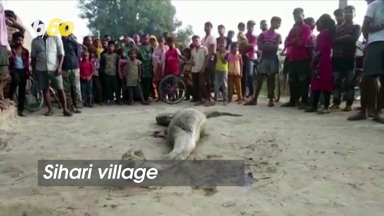 A Python Swallowed its Prey and Couldn’t Slither Away!