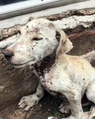Kenelerin gazabına uğrayan yavru köpeği tekrar hayata döndüren güzel insan