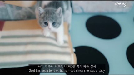 A kitten who wants be clingy to human daddy  feat.- puppy cat