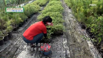 자식처럼 돌보던 묘목이 없어졌다고…? 연춘 씨가 뿔났다!
