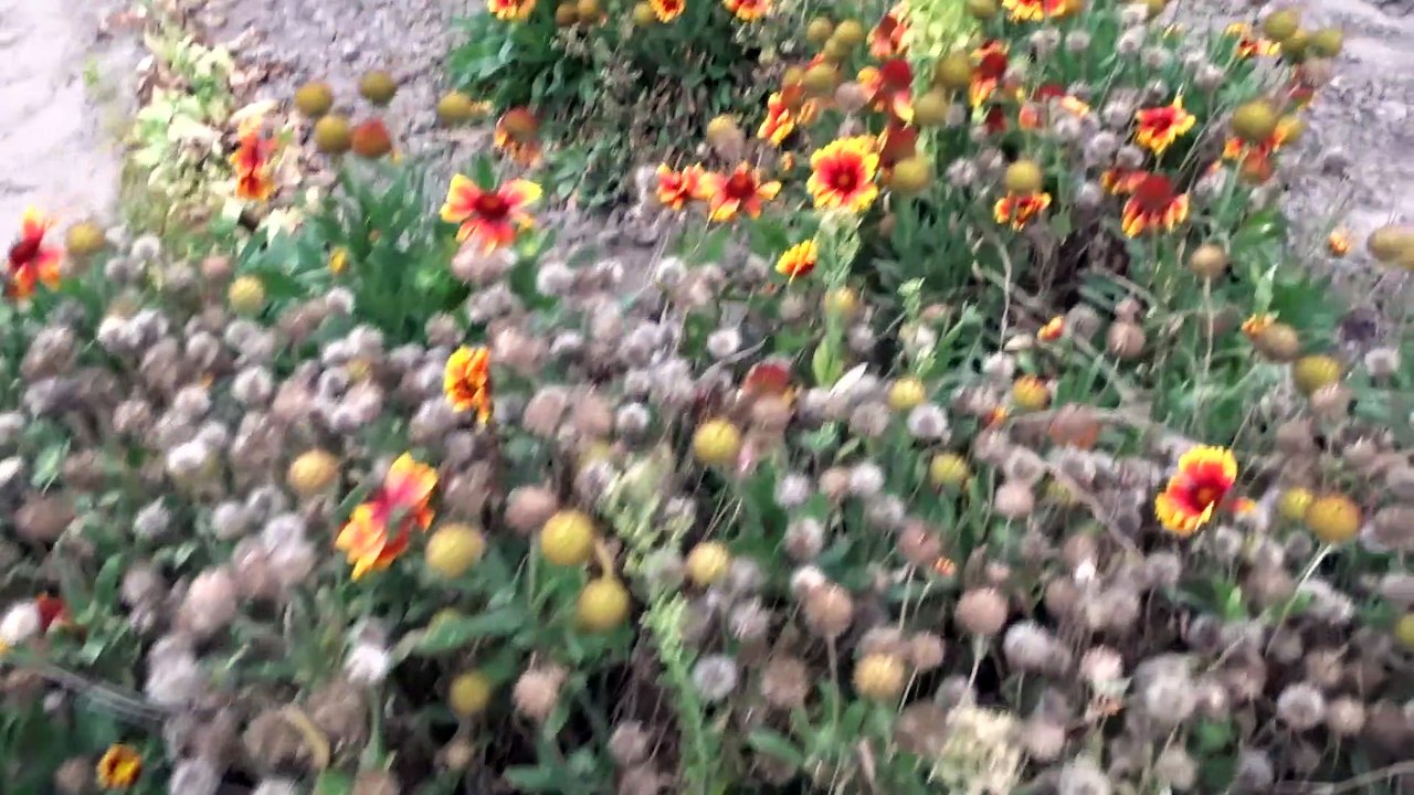 Des hommes et des plantes "Au jardin" - épisode 12