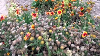 Des hommes et des plantes "Au jardin" - épisode 12