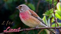 A to Z of Birds - Learn name of Birds - Fun learning for kids