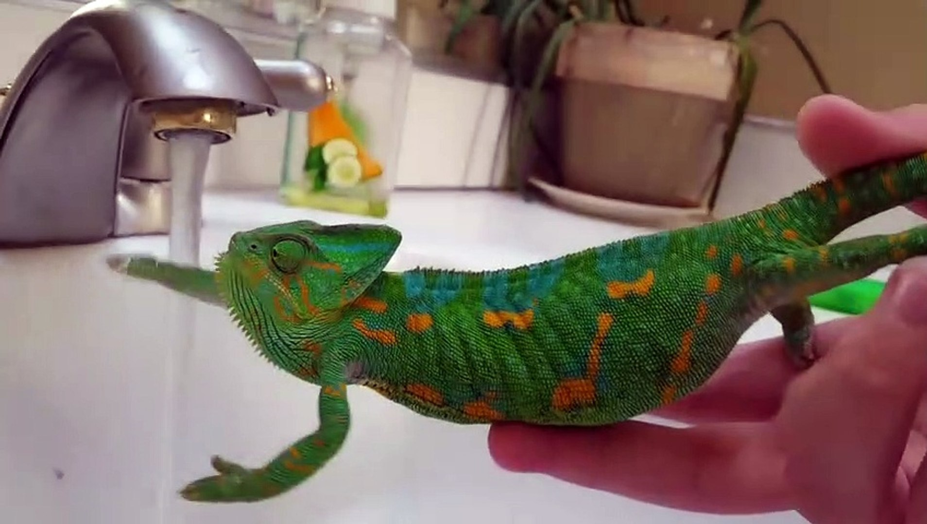 Ce Cameleon Assoiffe Boit Au Robinet Trop Mignon Video Dailymotion