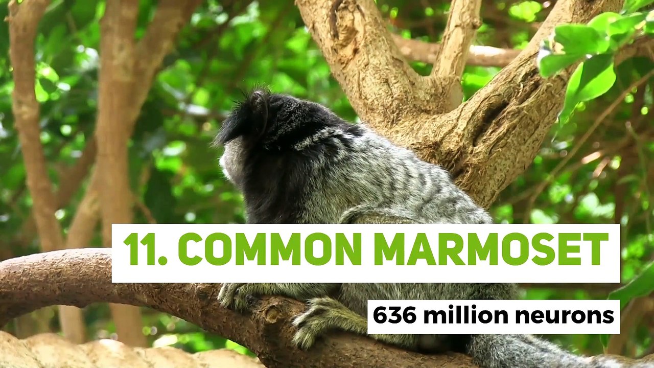 The 12 animals with the highest number of neurons in the world