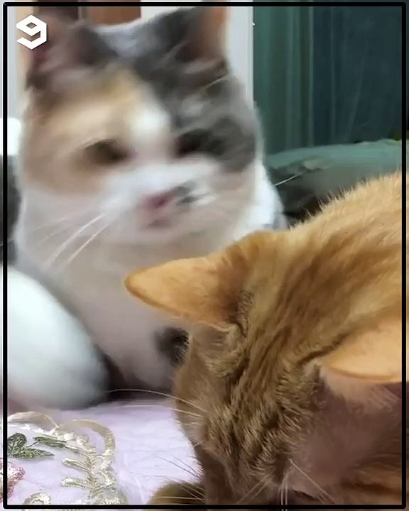 Super cat
