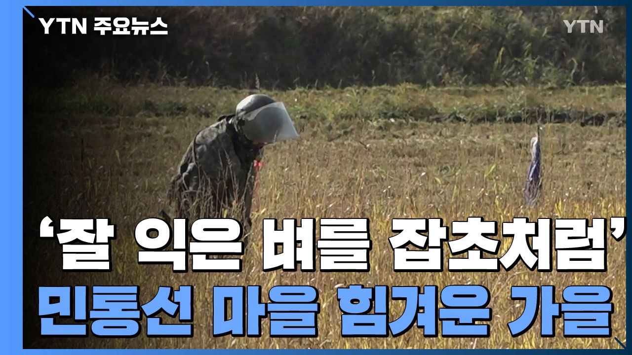 '잘 익은 벼를 잡초처럼'...민통선 마을 힘겨운 가을 / YTN