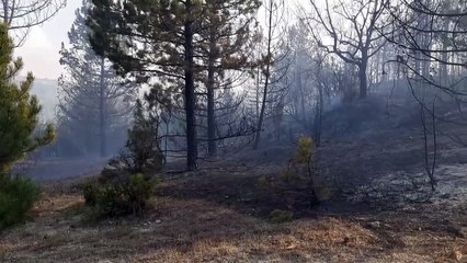 Orman yangını - KÜTAHYA