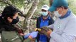Galápagos repatrió 36 tortugas de especie en peligro nacidas en cautiverio