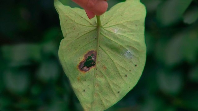 bd-control-de-plagas-en-el-jardin-con-productos-organicos-290920