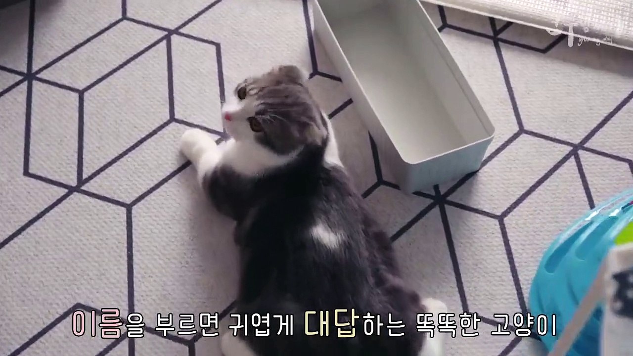 Cute cat meowing and talking - Cute cat video -#cat #meow #kitten #catcrying