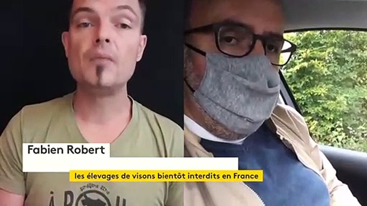 Les élevages de visons bientôt interdits en France