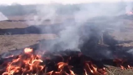 Good news: Indian scientists develop 'capsules' to curb crop burning