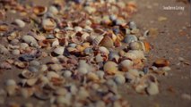 Giant Waves from Hurricane Teddy Blanket Outer Banks Beaches in Seashells