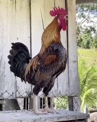 Apenas um galo com uns pulmões de aço...