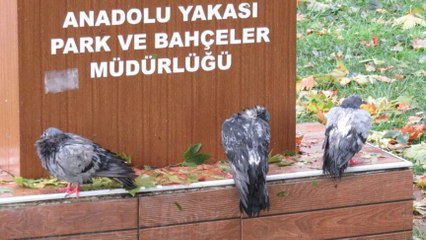 Kadıköy’de dolu nedeniyle çok sayıda kuş vefat etti