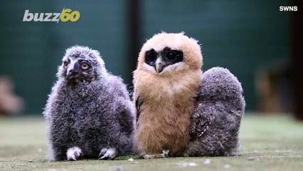 See These Baby Owls Chicks Keeping Cool in the Summer Heat