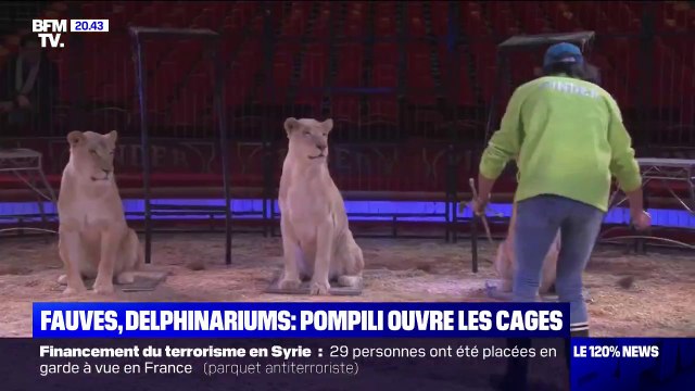 Le gouvernement veut la fin progressive des animaux sauvages dans les cirques itinérants