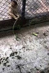 Clever Monkey Snags Out of Reach Snack