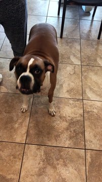Boxer is Adorably Protective of Pregnant Owner