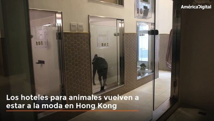 Los hoteles para mascotas vuelven a estar de moda en Hong Kong tras la pandemia de COVID-19