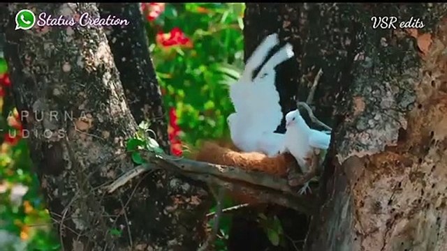 Naino ki Toh Baat naina jaane hai Female version! 30second lyrical whatsapp status video