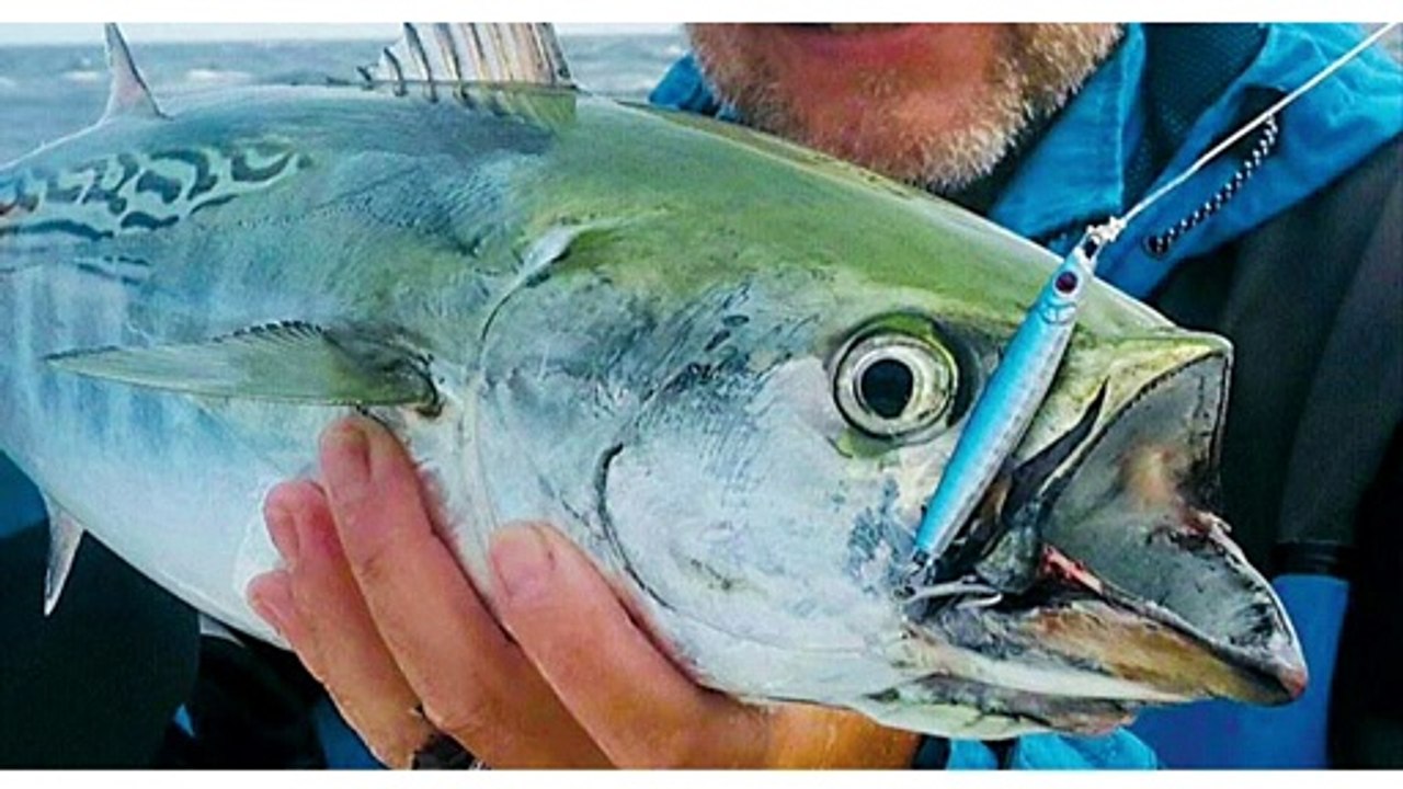 Top 10 Fastest Animals in Water PA MUZIK