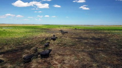 Water buffalo destroying Indigenous hunting grounds