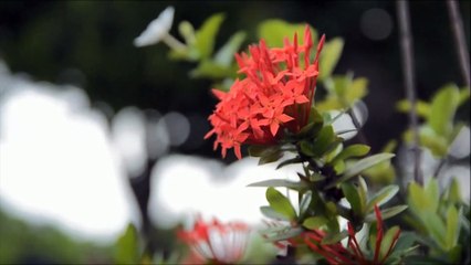 MAGNUS x Unread - Cool (feat. Alessia Labate) No Copyright