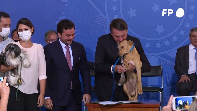 Nova lei para maus-tratos de animais