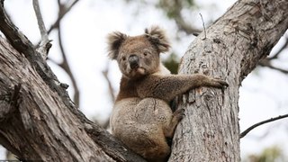 KOALA JOEY TAKEN INTO NATURE PARK AFTER HIS MOTHER ABANDONED HIM