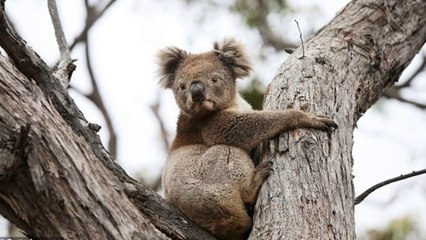 KOALA JOEY TAKEN INTO NATURE PARK AFTER HIS MOTHER ABANDONED HIM