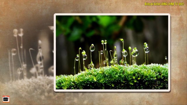 Cô Gái Khuyết Tật & Cái Kết Sốc Sau 2 Năm Cưới Công Tử Độc Đinh Nhan Sắc Vợ Người Đàn Ông Xấu Nhất