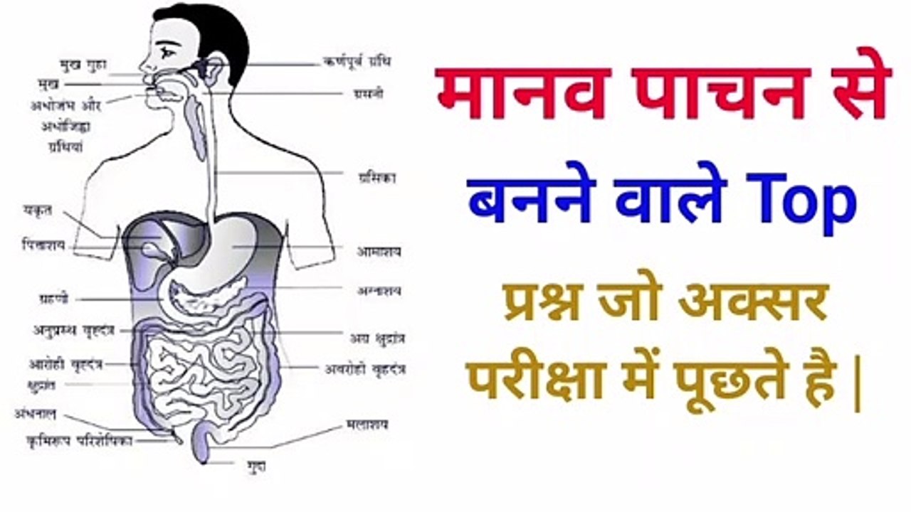 Important question about digestive system || interesting fact about human  digestive system