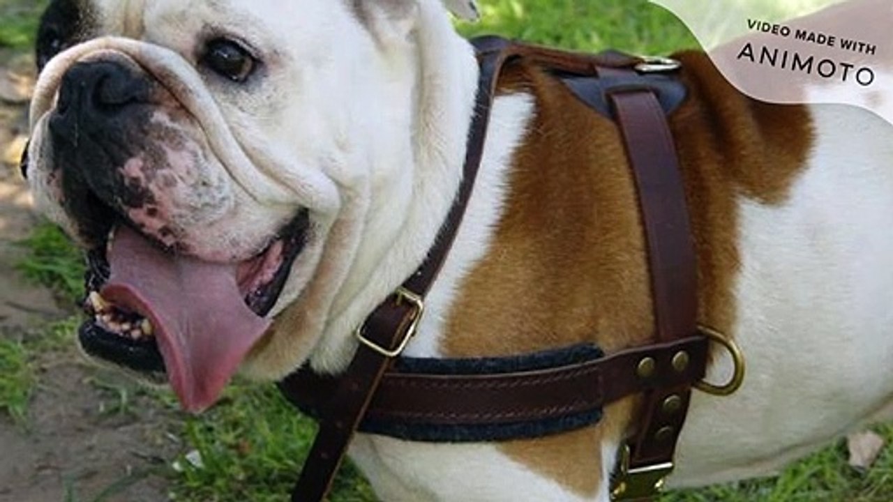 remote shock collar