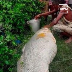 52 kilo Bhetki Fish Sold For Rs 3 Lakh At Sagardwip In South 24 Parganas District