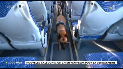 Nouvelle-Calédonie, un chien renifleur pour la gendarmerie