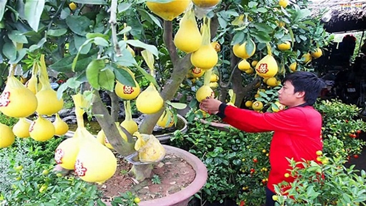 WOW! Amazing Agriculture Technology - Pomelo