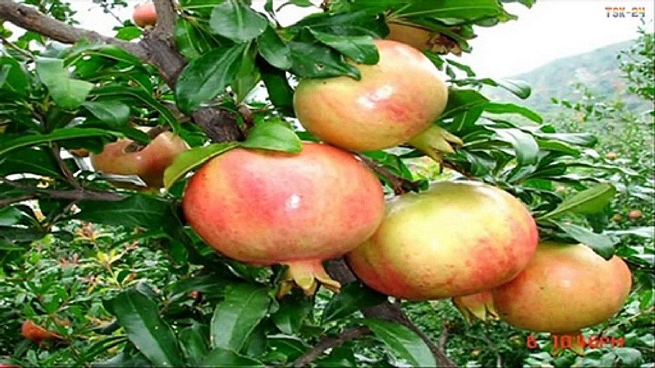 WOW! Amazing Agriculture Technology - Pomegranate