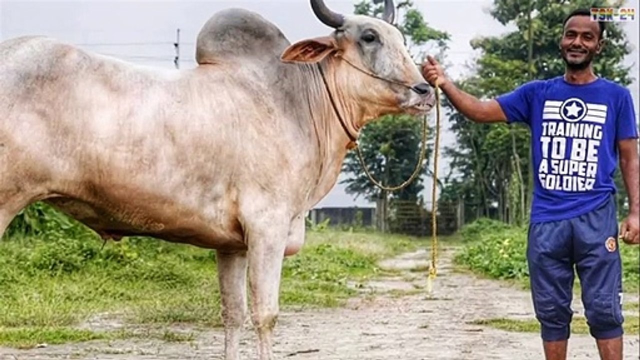 WOW! Amazing Biggest Cow in The World - New Agriculture Technologies