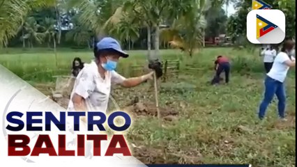 Ilang guro sa Agusan del Sur, abala rin sa pagtatanim ng fruit trees sa kanilang paaralan