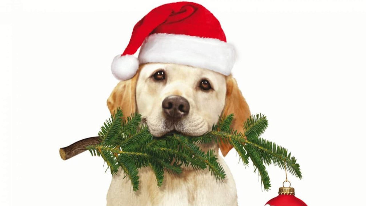 Ein Hund Rettet Weihnachten Trailer Deutsch German (2012)